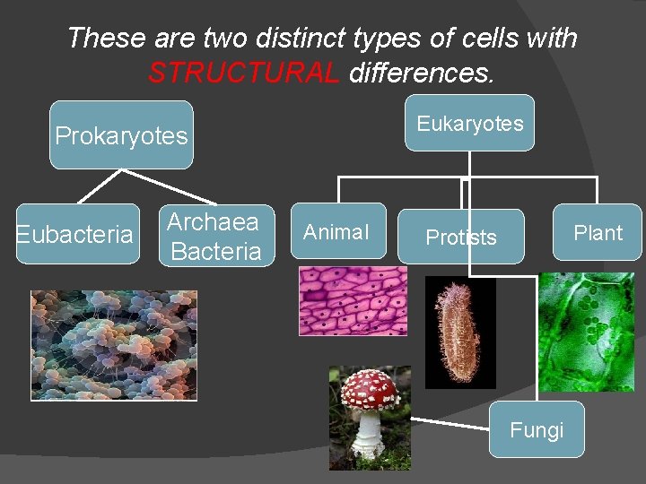These are two distinct types of cells with STRUCTURAL differences. Eukaryotes Prokaryotes Eubacteria Archaea