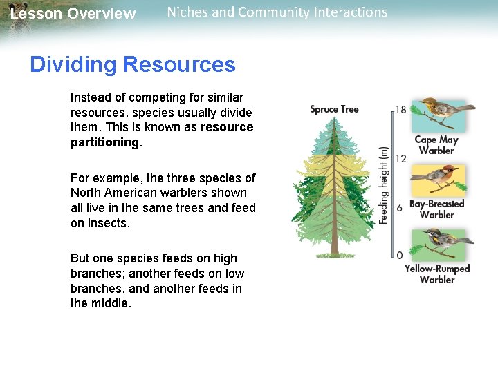 Lesson Overview Niches and Community Interactions Dividing Resources Instead of competing for similar resources,