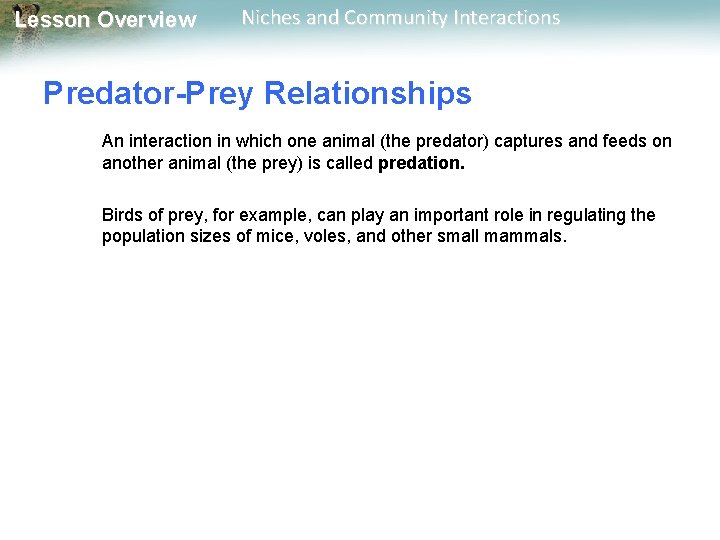 Lesson Overview Niches and Community Interactions Predator-Prey Relationships An interaction in which one animal