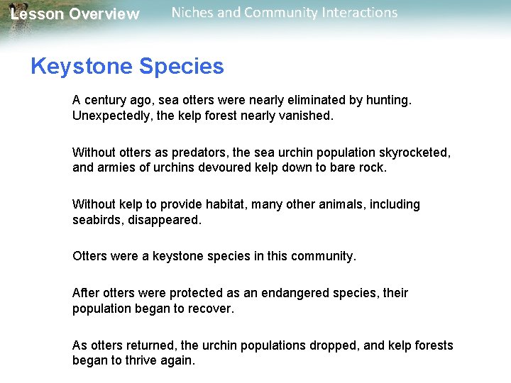 Lesson Overview Niches and Community Interactions Keystone Species A century ago, sea otters were