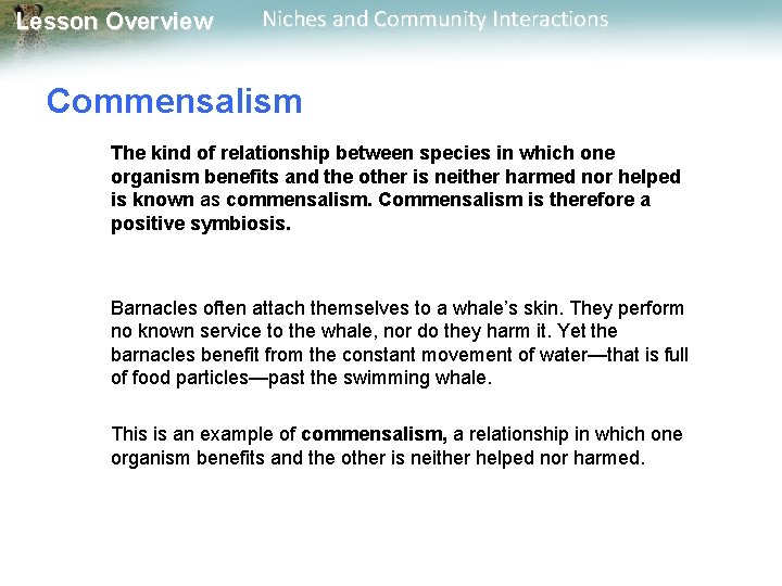 Lesson Overview Niches and Community Interactions Commensalism The kind of relationship between species in
