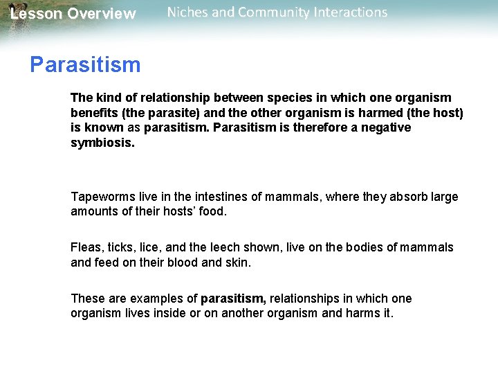 Lesson Overview Niches and Community Interactions Parasitism The kind of relationship between species in