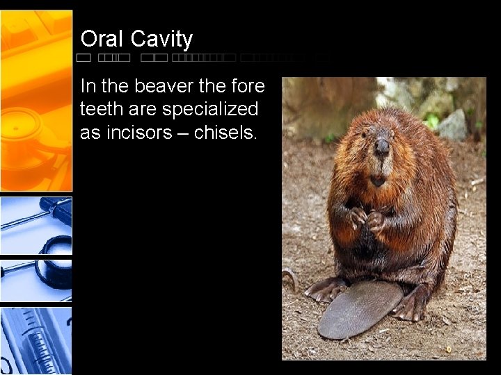 Oral Cavity In the beaver the fore teeth are specialized as incisors – chisels.