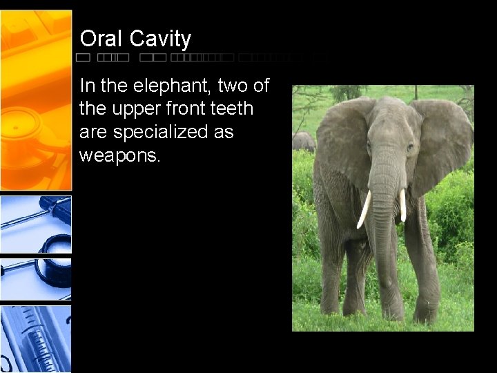 Oral Cavity In the elephant, two of the upper front teeth are specialized as