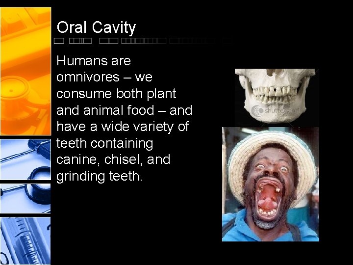 Oral Cavity Humans are omnivores – we consume both plant and animal food –