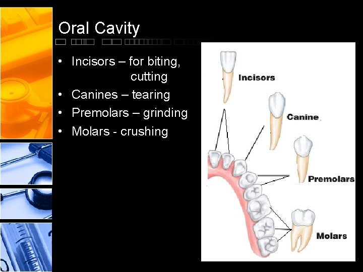 Oral Cavity • Incisors – for biting, cutting • Canines – tearing • Premolars