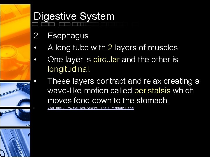 Digestive System 2. Esophagus • A long tube with 2 layers of muscles. •