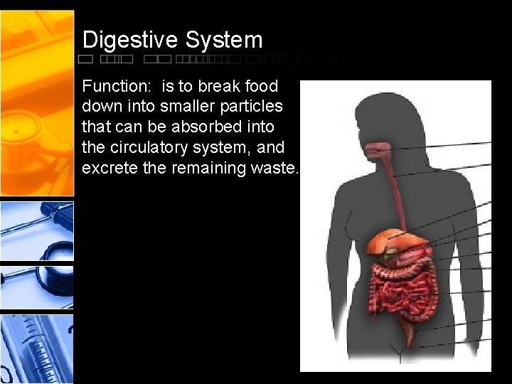 Digestive System Function: is to break food down into smaller particles that can be