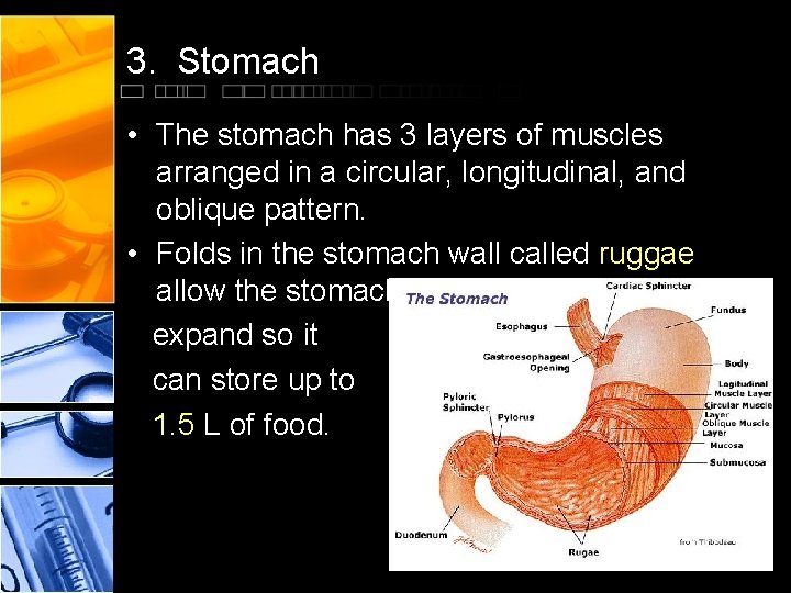 3. Stomach • The stomach has 3 layers of muscles arranged in a circular,