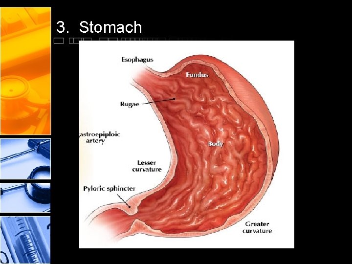 3. Stomach 