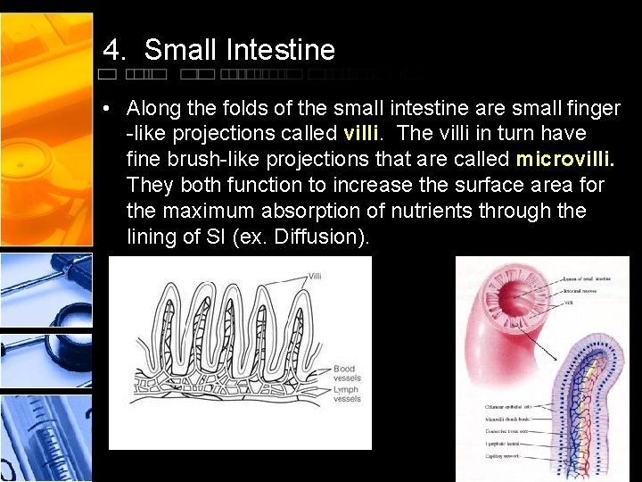 4. Small Intestine • Along the folds of the small intestine are small finger