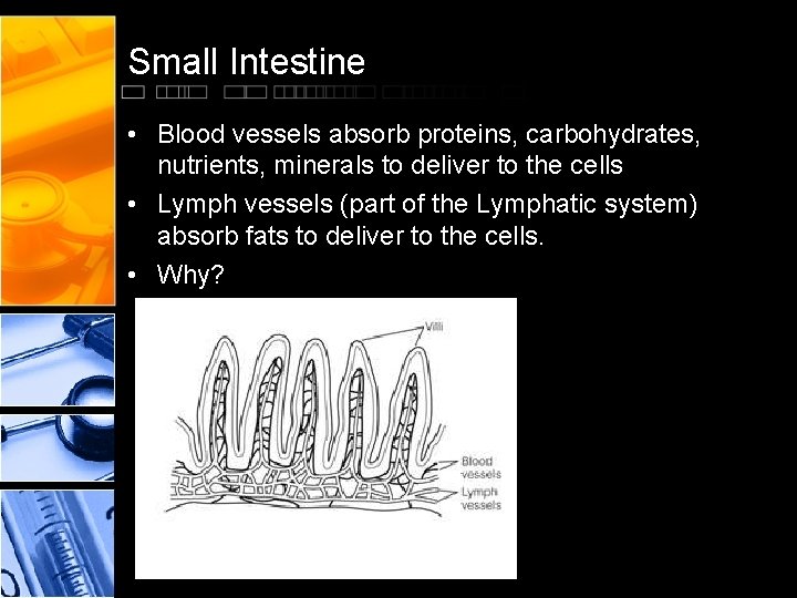 Small Intestine • Blood vessels absorb proteins, carbohydrates, nutrients, minerals to deliver to the