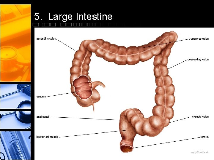 5. Large Intestine 