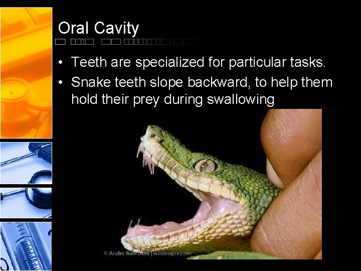 Oral Cavity • Teeth are specialized for particular tasks. • Snake teeth slope backward,