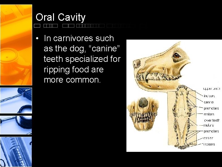 Oral Cavity • In carnivores such as the dog, “canine” teeth specialized for ripping