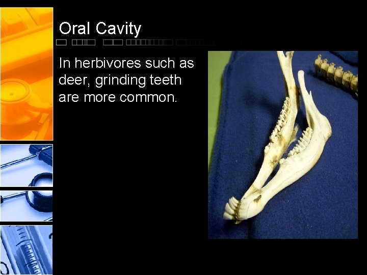 Oral Cavity In herbivores such as deer, grinding teeth are more common. 