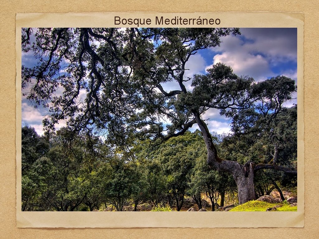 Bosque Mediterráneo 