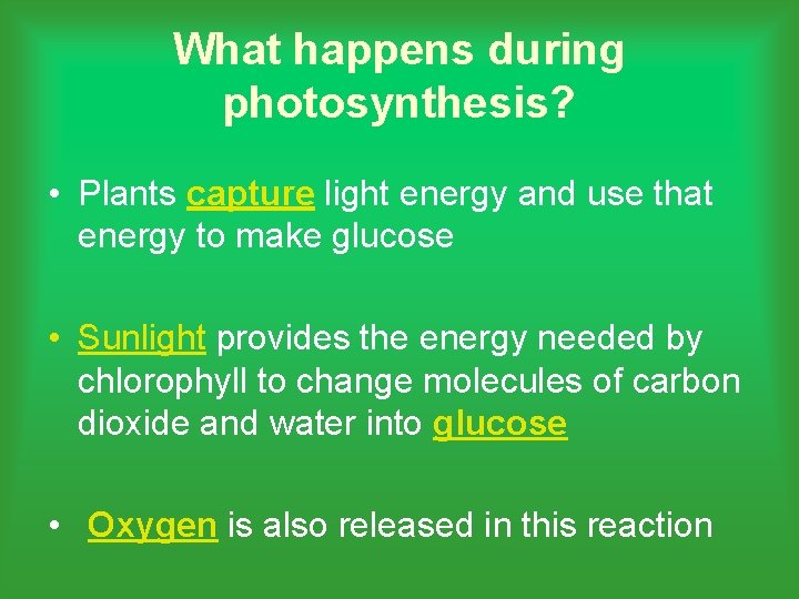 What happens during photosynthesis? • Plants capture light energy and use that energy to