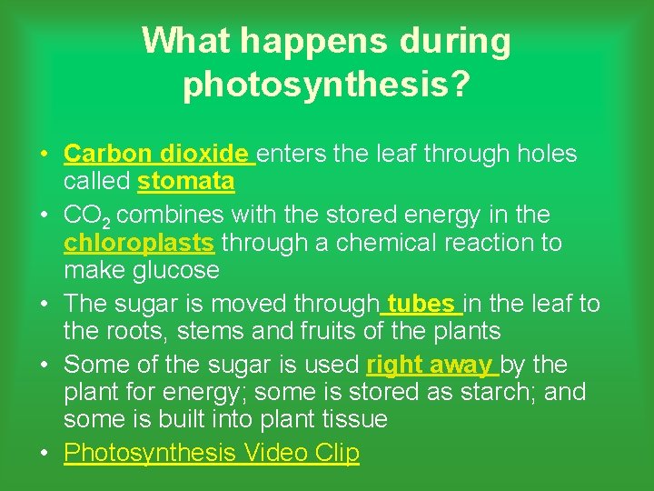 What happens during photosynthesis? • Carbon dioxide enters the leaf through holes called stomata