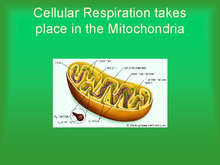 Cellular Respiration takes place in the Mitochondria 