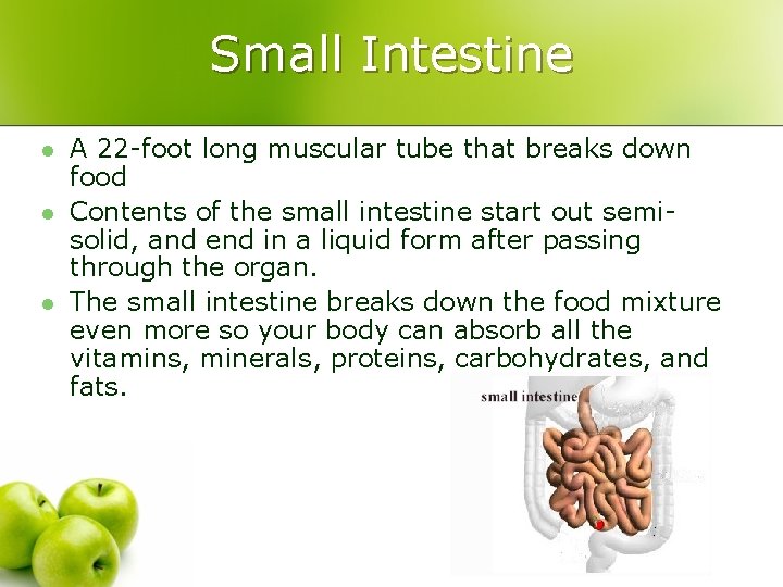 Small Intestine l l l A 22 -foot long muscular tube that breaks down