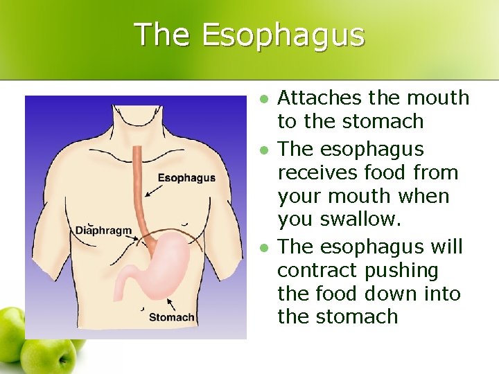 The Esophagus l l l Attaches the mouth to the stomach The esophagus receives