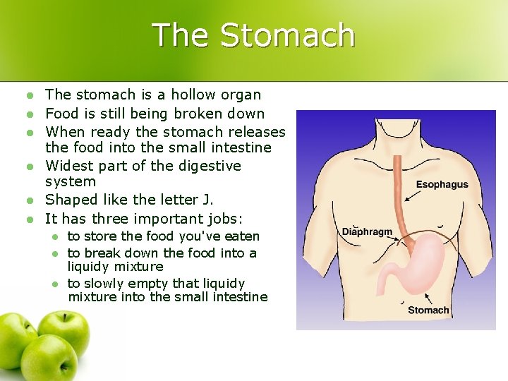 The Stomach l l l The stomach is a hollow organ Food is still