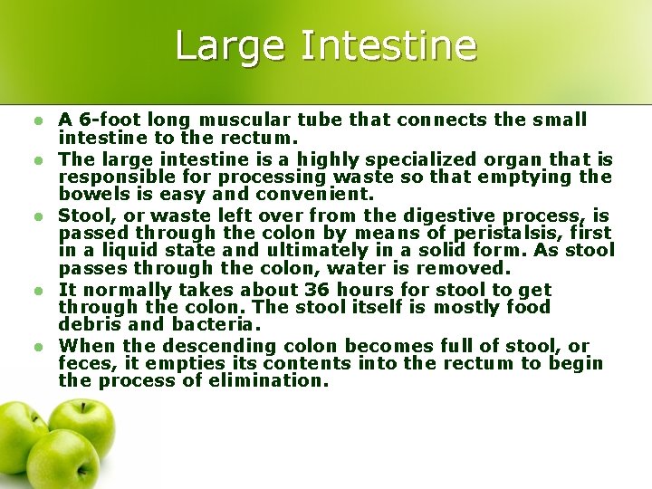 Large Intestine l l l A 6 -foot long muscular tube that connects the