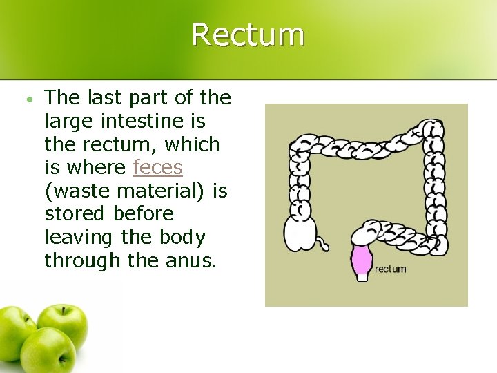 Rectum • The last part of the large intestine is the rectum, which is