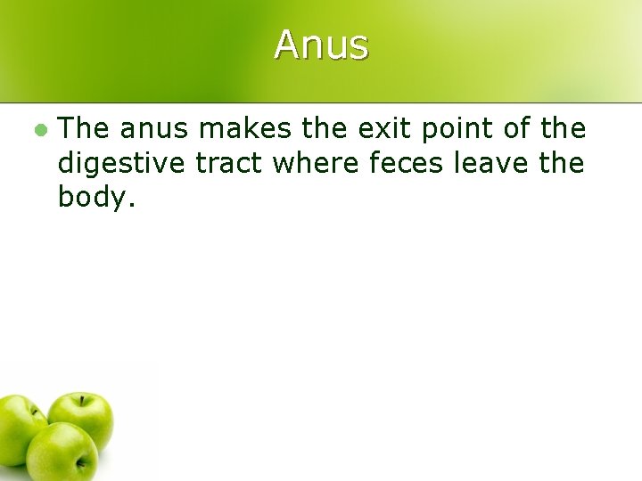 Anus l The anus makes the exit point of the digestive tract where feces