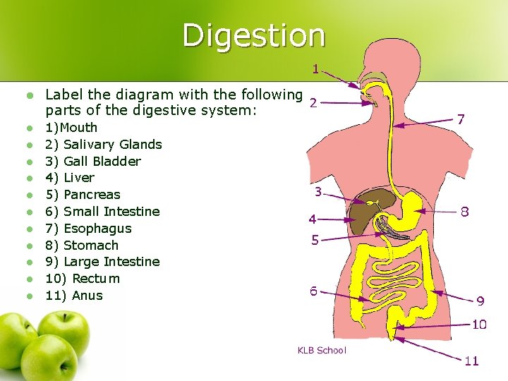 Digestion l Label the diagram with the following parts of the digestive system: l