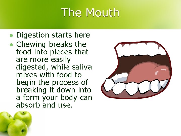 The Mouth l l Digestion starts here Chewing breaks the food into pieces that