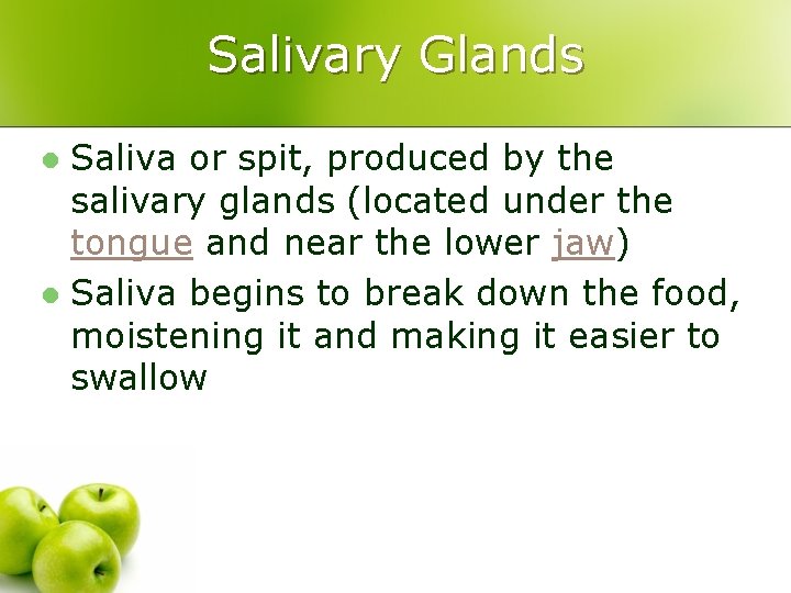 Salivary Glands Saliva or spit, produced by the salivary glands (located under the tongue
