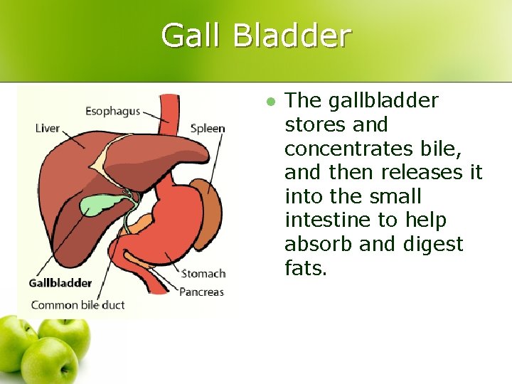 Gall Bladder l The gallbladder stores and concentrates bile, and then releases it into