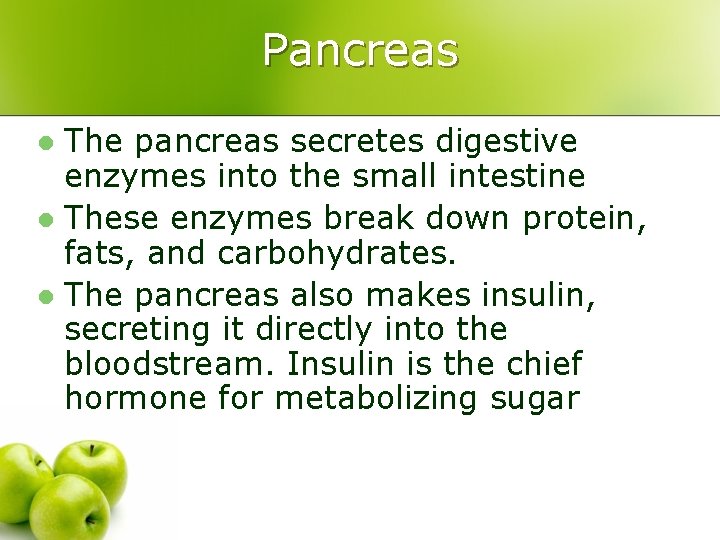 Pancreas The pancreas secretes digestive enzymes into the small intestine l These enzymes break