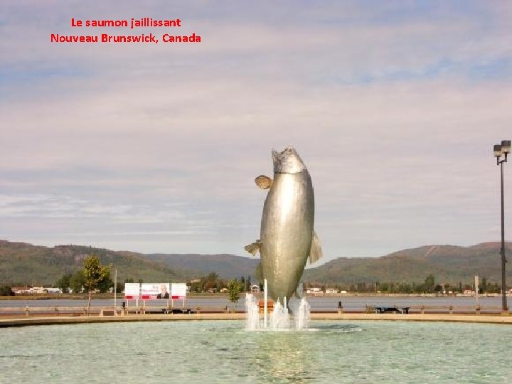 Le saumon jaillissant Nouveau Brunswick, Canada 