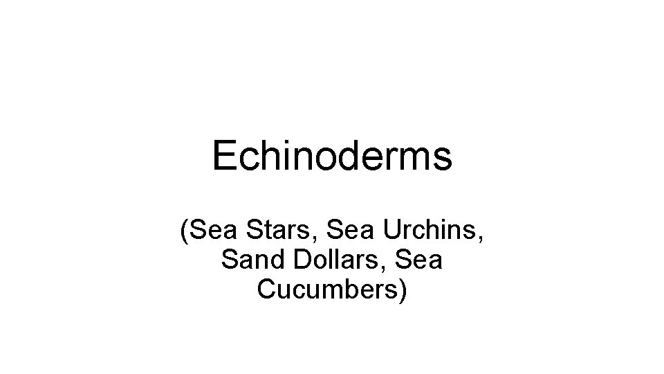 Echinoderms (Sea Stars, Sea Urchins, Sand Dollars, Sea Cucumbers) 