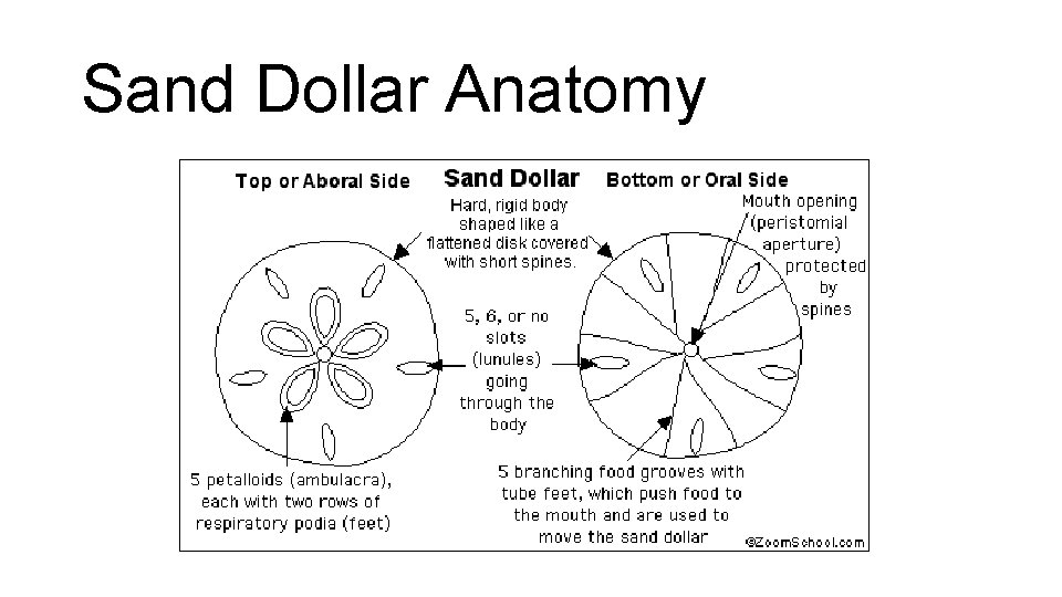 Sand Dollar Anatomy 