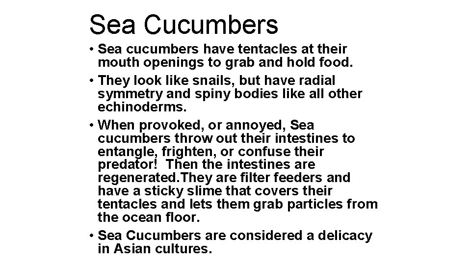 Sea Cucumbers • Sea cucumbers have tentacles at their mouth openings to grab and