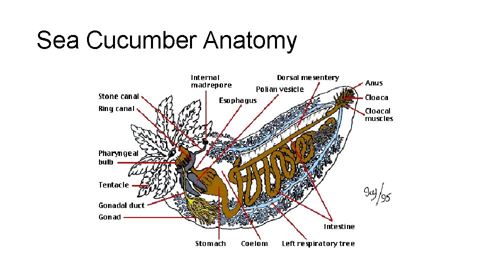 Sea Cucumber Anatomy 