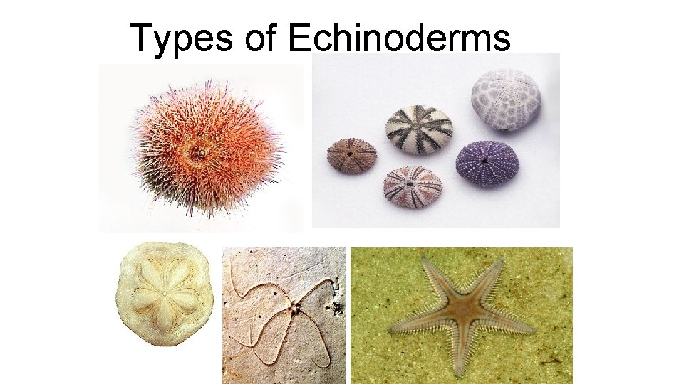 Types of Echinoderms 