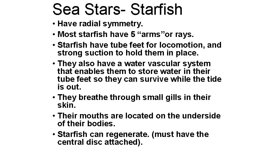 Sea Stars- Starfish • Have radial symmetry. • Most starfish have 5 “arms”or rays.