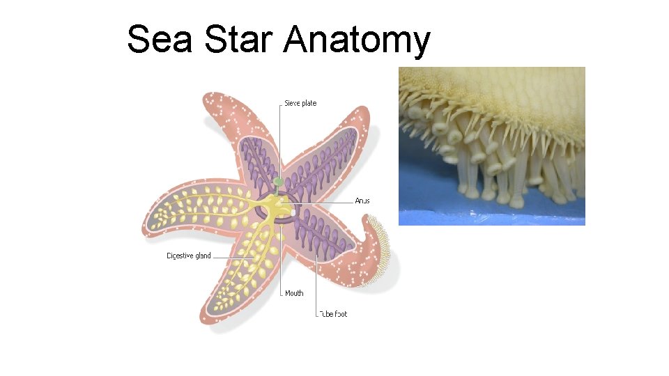 Sea Star Anatomy 