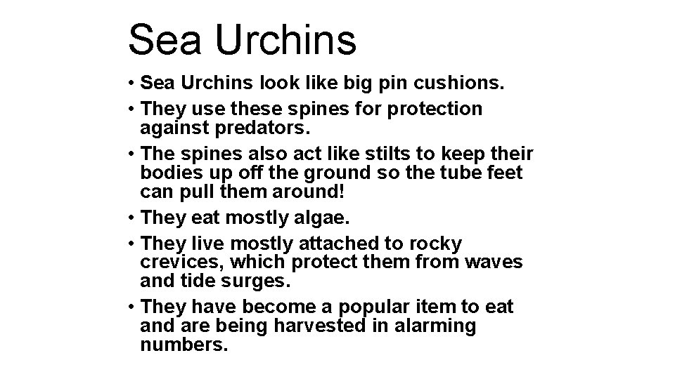 Sea Urchins • Sea Urchins look like big pin cushions. • They use these