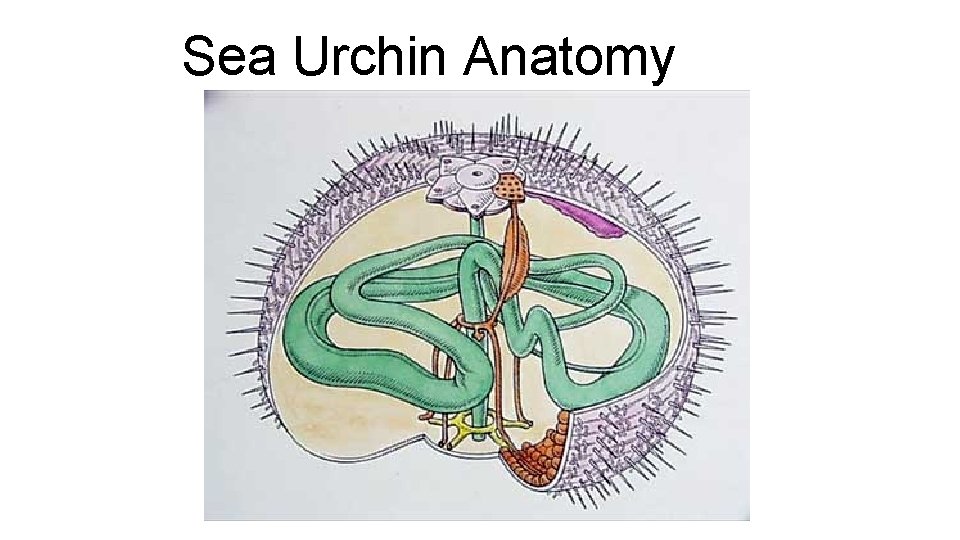 Sea Urchin Anatomy 