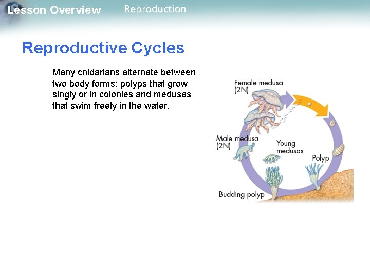 Lesson Overview Reproduction Reproductive Cycles Many cnidarians alternate between two body forms: polyps that