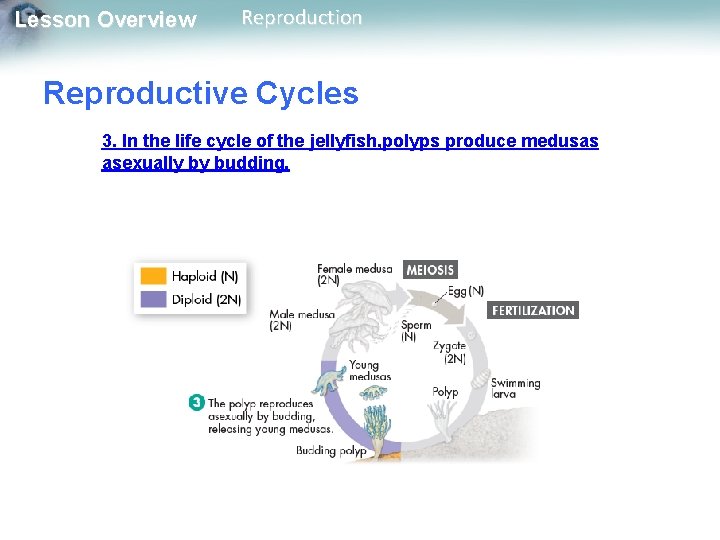 Lesson Overview Reproduction Reproductive Cycles 3. In the life cycle of the jellyfish, polyps