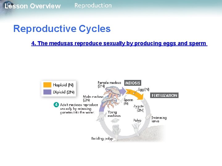 Lesson Overview Reproduction Reproductive Cycles 4. The medusas reproduce sexually by producing eggs and