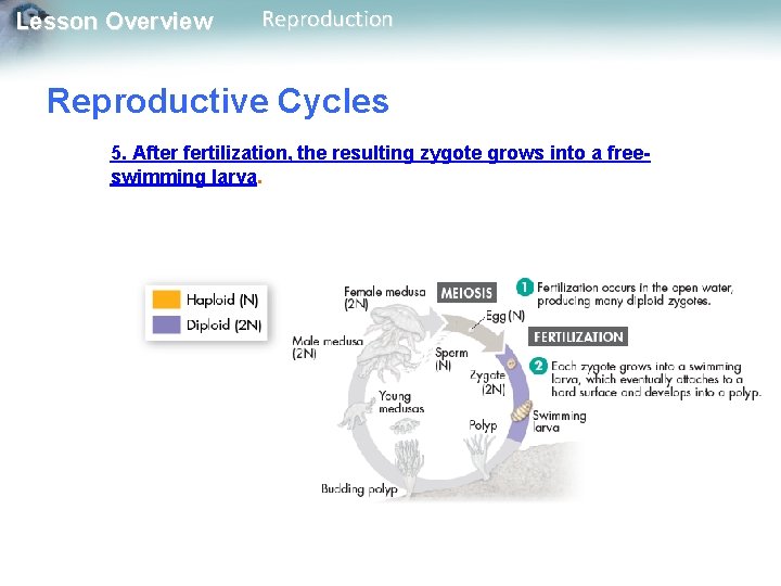 Lesson Overview Reproduction Reproductive Cycles 5. After fertilization, the resulting zygote grows into a