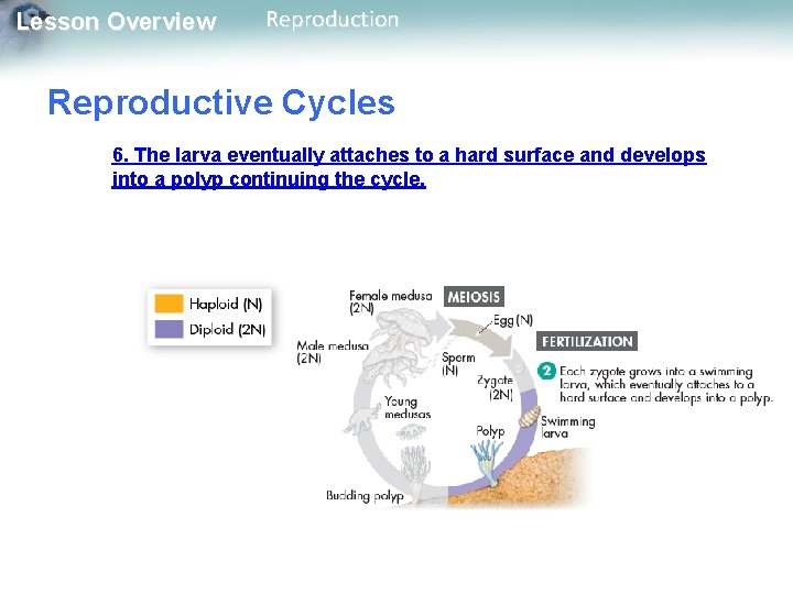 Lesson Overview Reproduction Reproductive Cycles 6. The larva eventually attaches to a hard surface